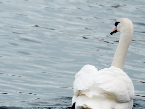 Finger and Swan. 2017
