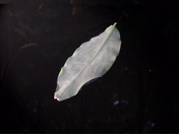 Nul·la Estètica. 2018